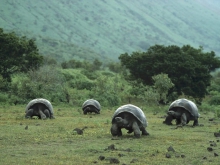 Фото: Черепахи на Галапагосских островах