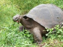 Фото: Черепахи на Галапагосских островах